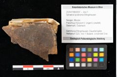 Foto (Objekt + Etikett) von Sphaeria lycobroma Ettingshausen (NHMW-GEO-2024-0188-0037)